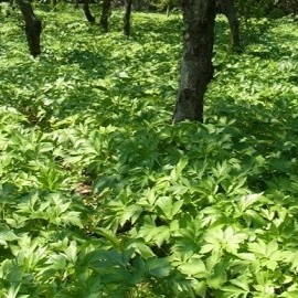 伊豆大島 明日葉畑