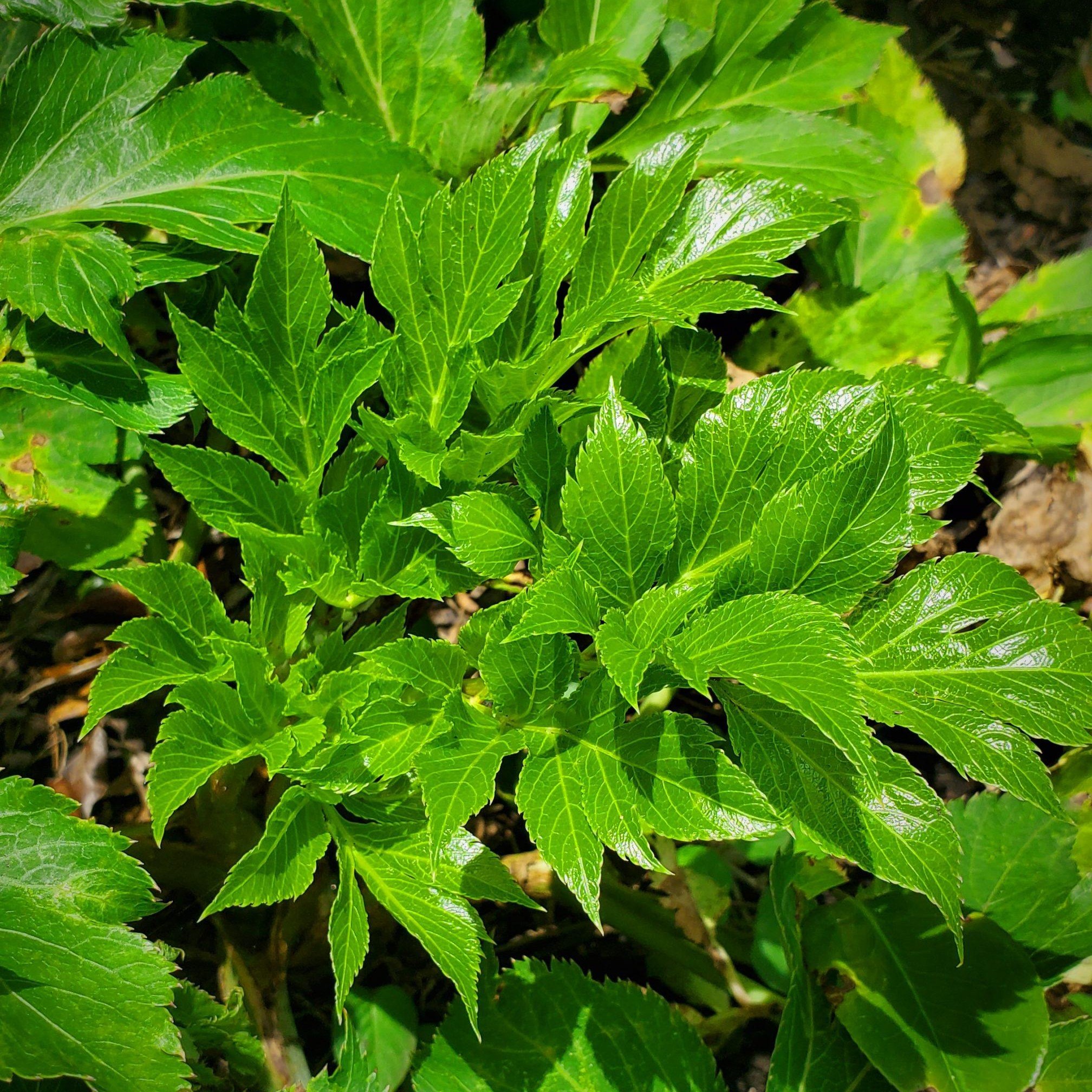 伊豆大島の特産野菜 明日葉（あしたば）