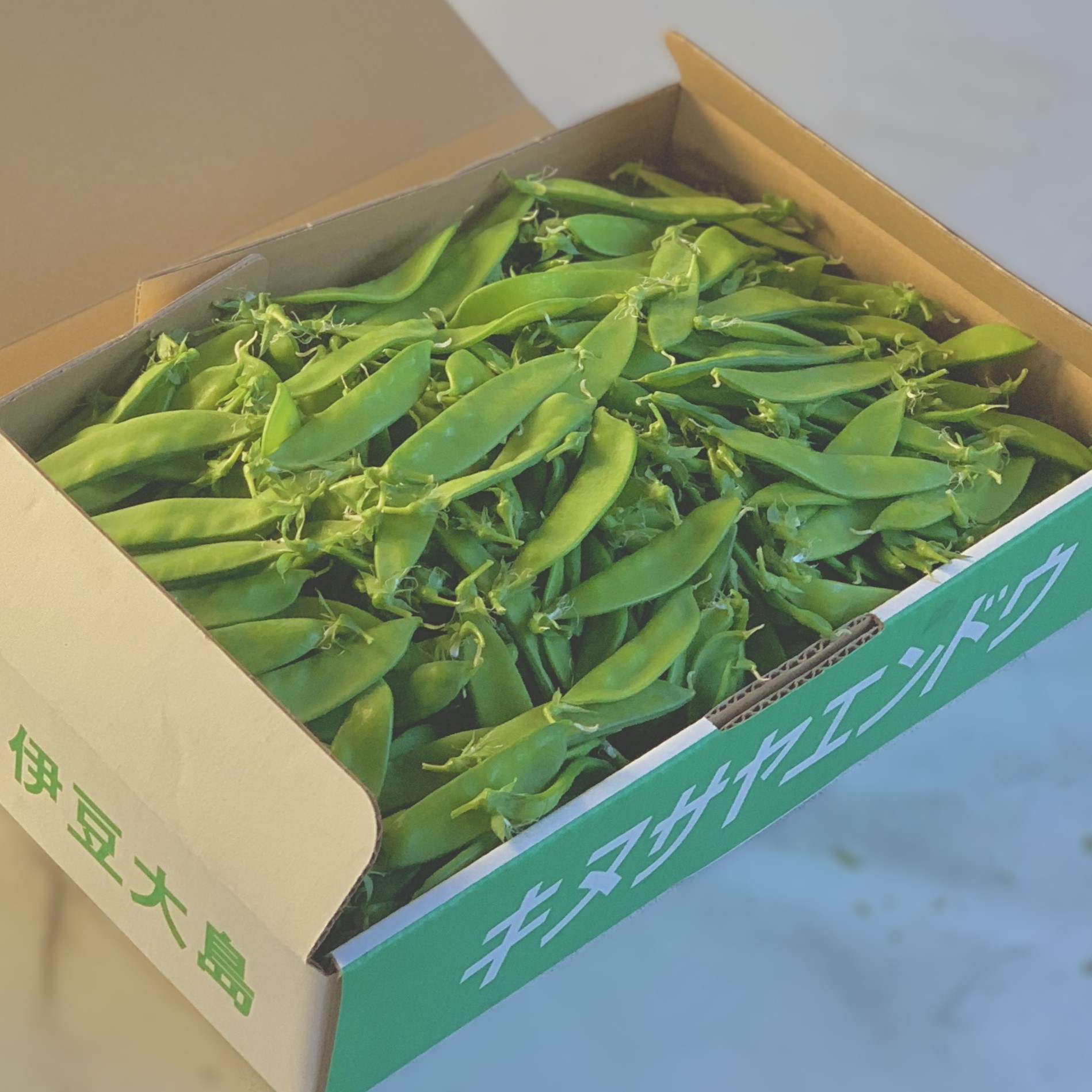 伊豆大島の特産野菜 絹さやえんどう