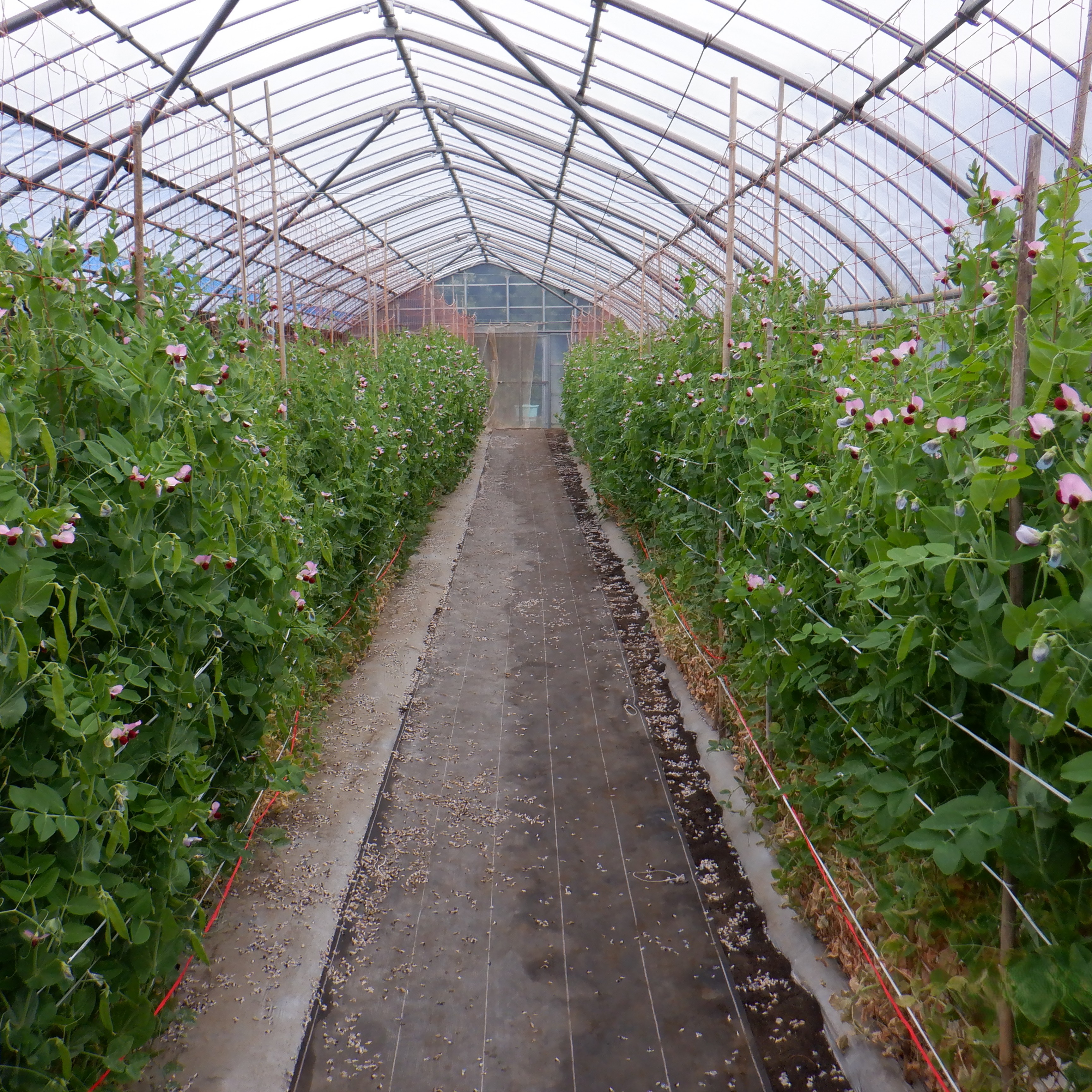 伊豆大島 絹さやえんどう畑
