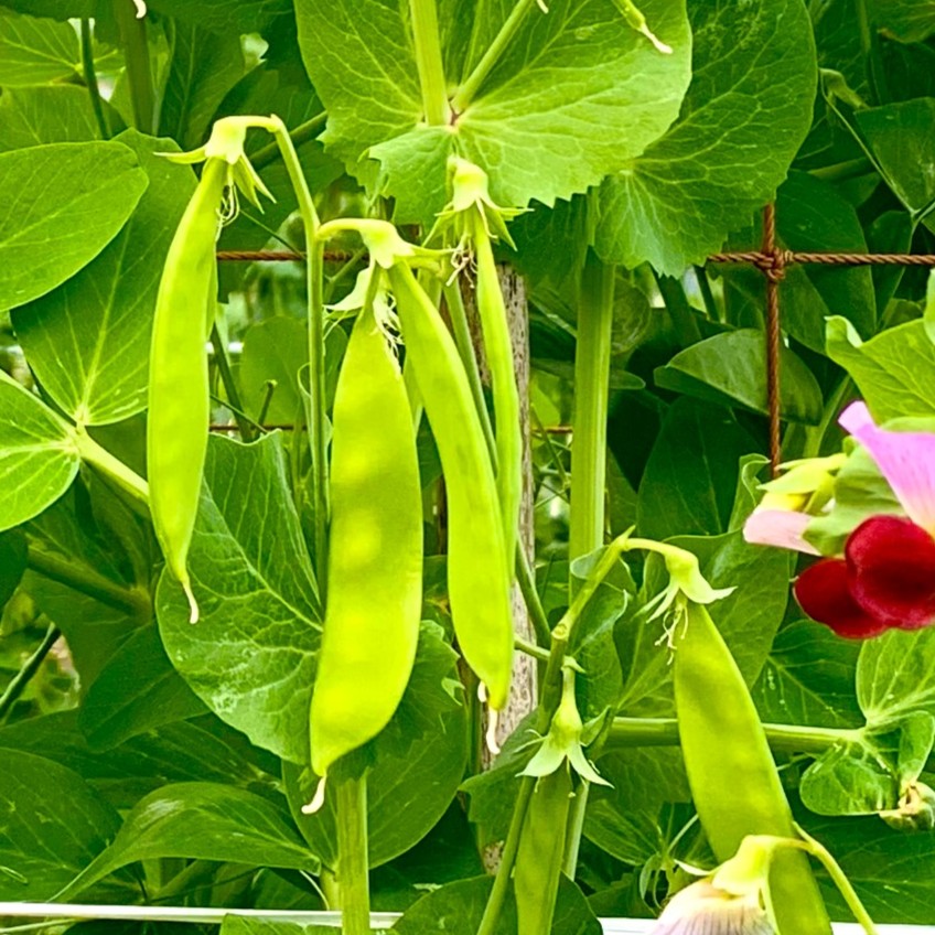 伊豆大島の特産野菜 絹さやえんどう