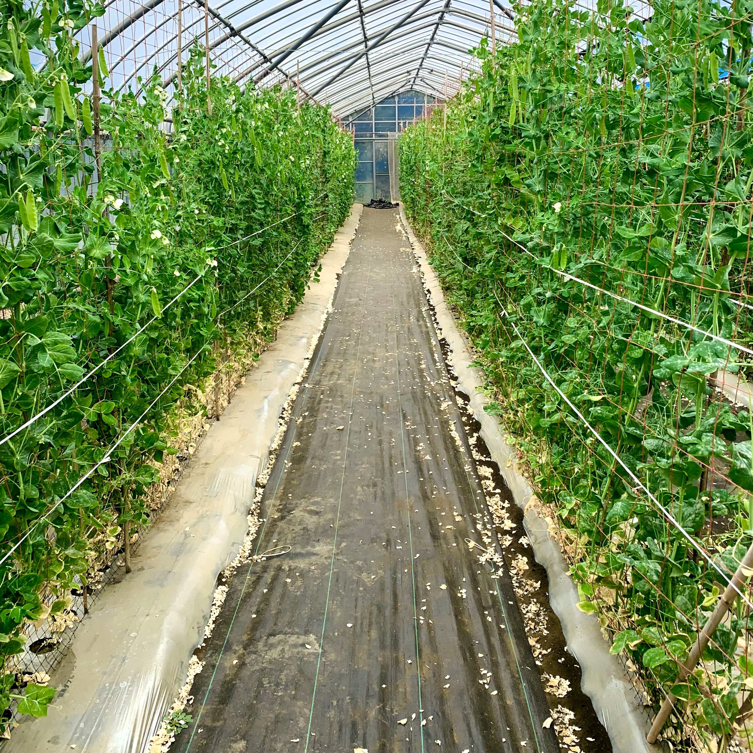 伊豆大島 大さやえんどう畑