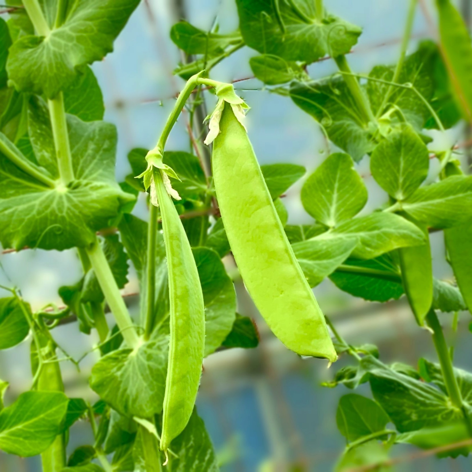 伊豆大島の特産野菜 大さやえんどう